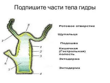 Подпишите строение