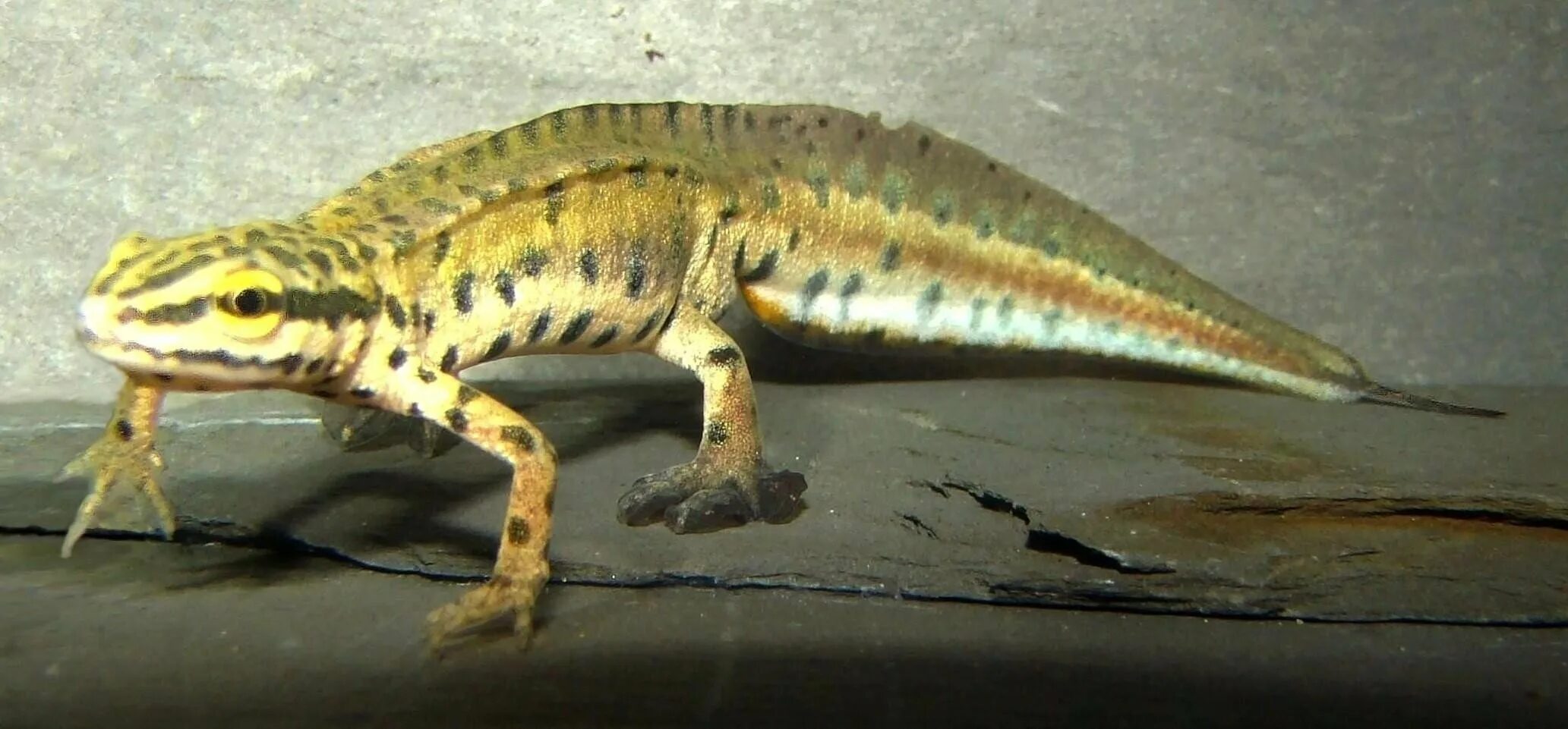 Иглистый тритон. Русал фэнтези арт. Тритон рептилия. Тритон ланца. Тритон дишарова.