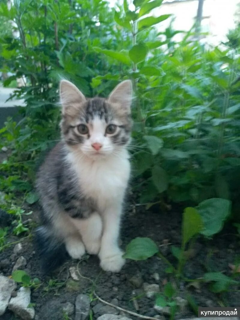 Продаю котенка девочку. Продаю котенка девочку