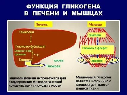 Печень вырабатывает гликоген