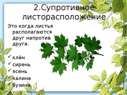 Ясень листорасположение