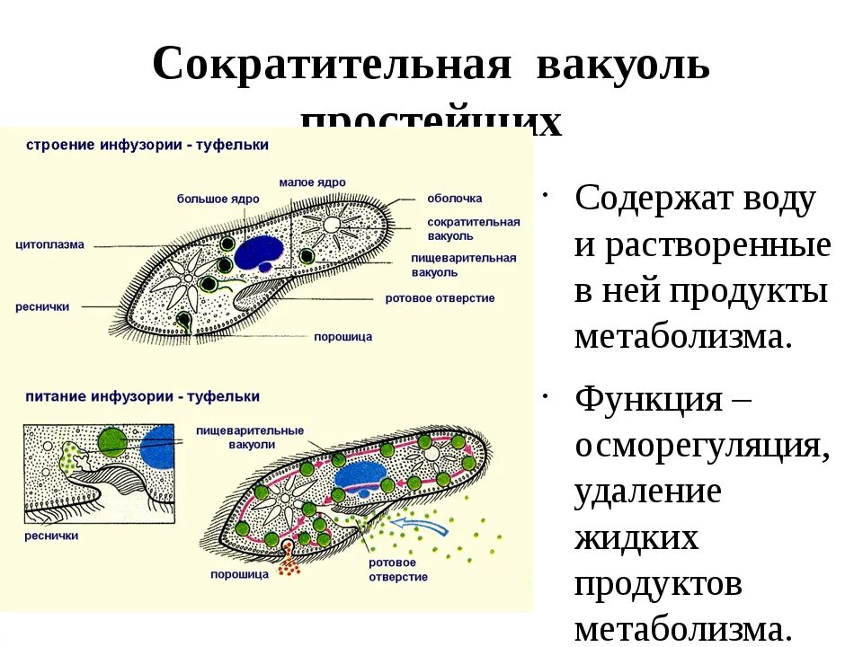 Какую функцию инфузории туфельки выполняет сократительная вакуоль. Функция органоида сократительная вакуоль. Сократительная вакуоль строение. Строение сократительной вакуоли. Инфузория туфелька строение сократительной вакуоли.