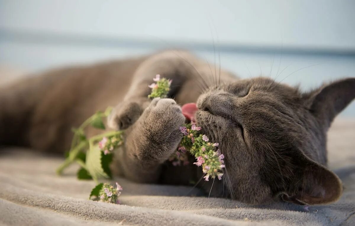Почему котам нравится кошачья мята. Кошка мята. кот с кошачьей мятой. валерьянка кошачья трава. кошки любят мяту.