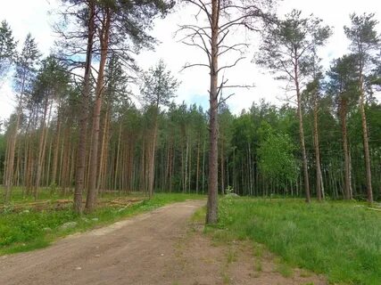 Участок в сосново