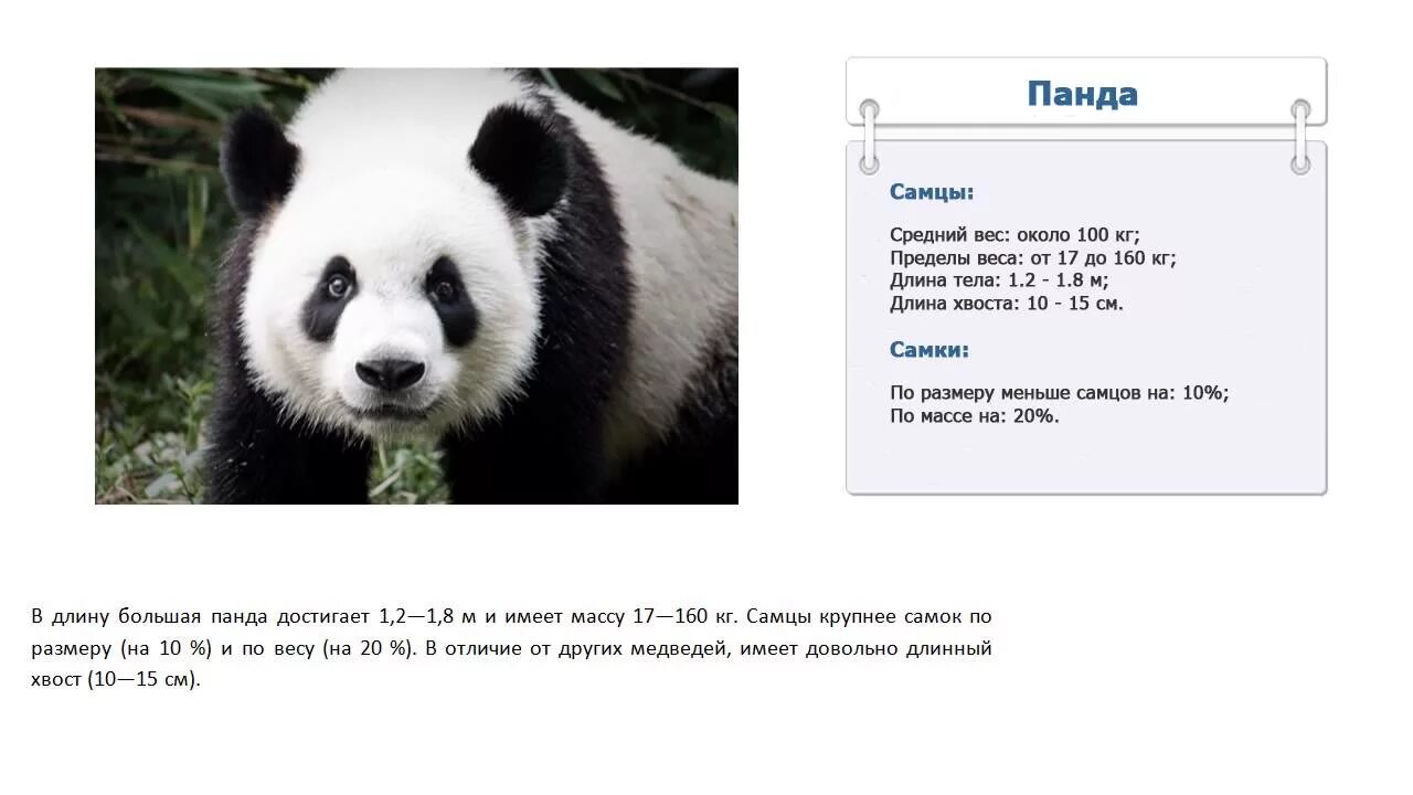 Большая панда сколько живут. Большая Панда вес и рост. Панда вес взрослой особи. Рост и вес панды взрослой. Сколько весит большая Панда.