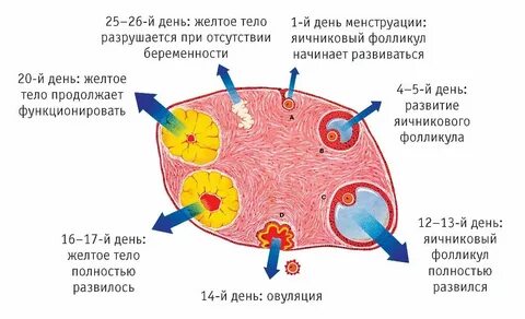 Сколько яйцеклеток в организме женщины