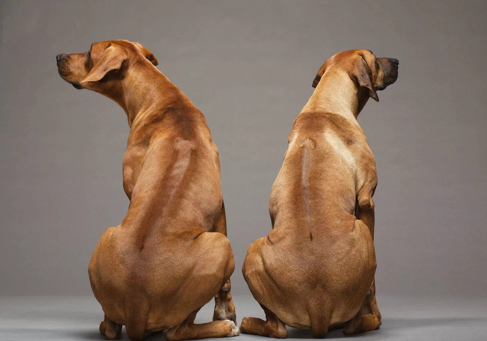 Собака на железной дороге. Немецкая овчарка шутцхунд. Собака идет вид сзади. Родезийский риджбек без риджа. Собака стоит спиной.