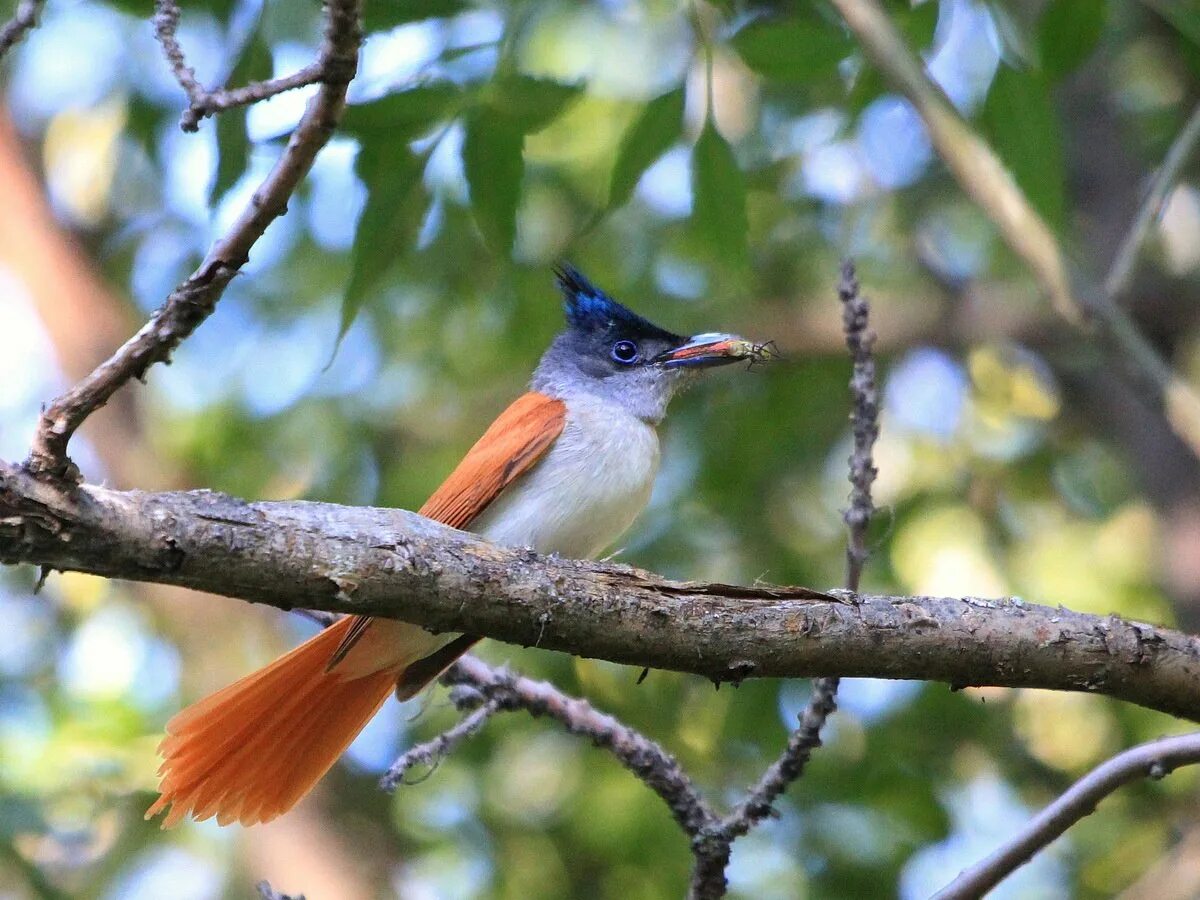 Длиннохвостая райская мухоловка. Длиннохвостая райская мухоловка. Райская мухоловка птичка. Мухоловка райская (terpsiphone paradisi). Сейшельская райская мухоловка.