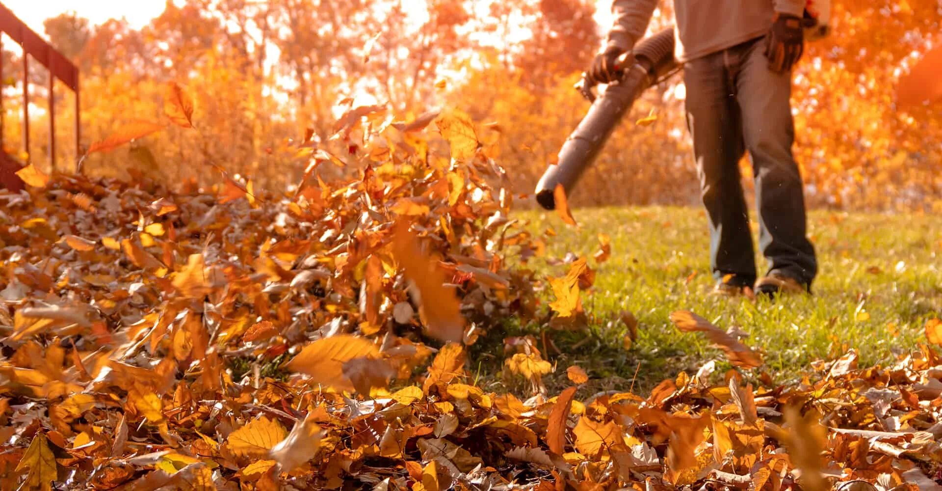 Pick up leaves. Для сбора листвы. Сбор листьев. Уборка листвы. Листья сбор осенью.