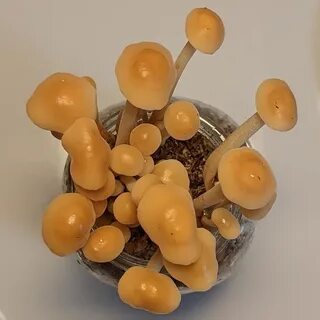 Опята свежие