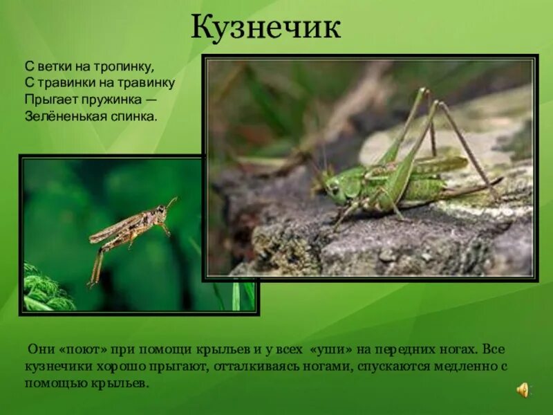 Кузнечики 2 класс окружающий мир. Кузнечик описание. кузнечик окружающий мир. кузнечик информация для детей. доклад про кузнечика.