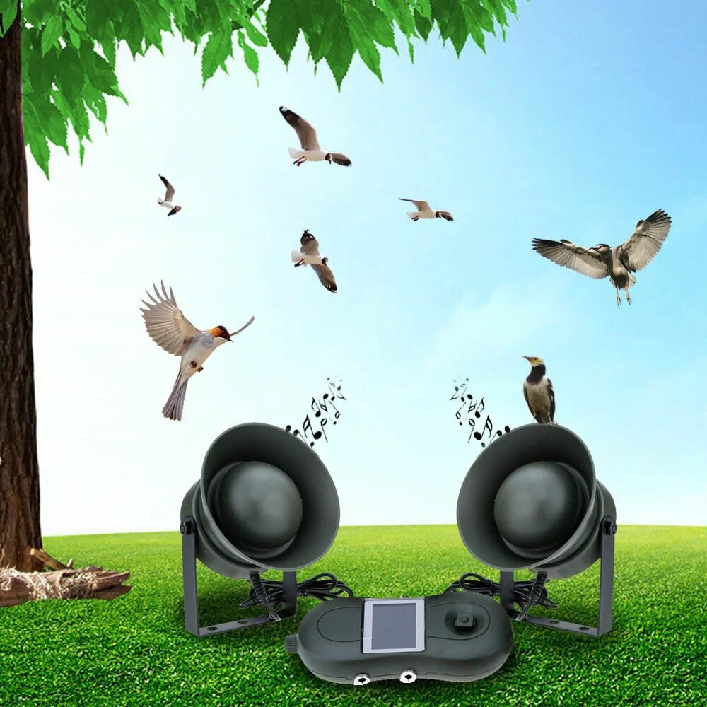 Звук птиц медитация. Звуковая птичка. Звуки птиц. Птичка с рупором. Аудио звук птицы.