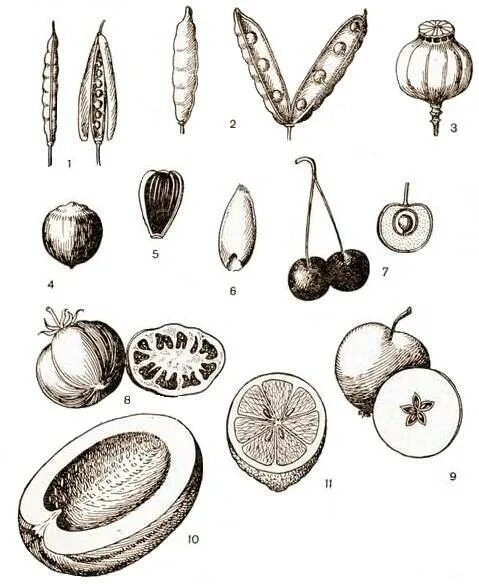 сухие плоды зерновка семянка крылатка. плоды сухие семянка зерновка коробочка. семянка костянки плода. семянка зерновка коробочка ягода стручок костянка боб. под какими цифрами на рисунке изображены плоды.