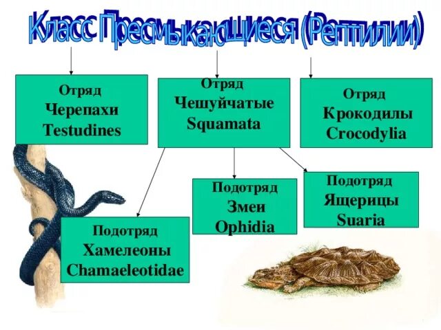 Отряд крокодилы отряд черепахи. Отряд крокодилы отряд черепахи