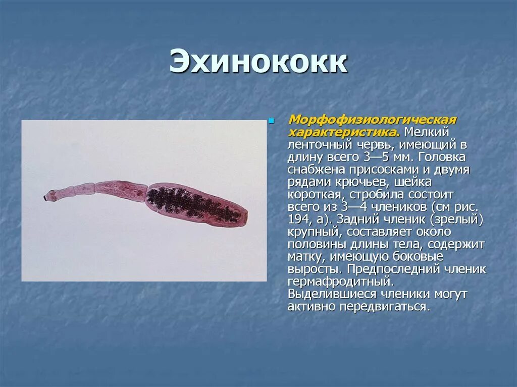Заболевания вызываемые ленточными червями. Ленточный червь эхинококк. Эхинококплоский червь. Эхинококк ленточный паразитический червь.
