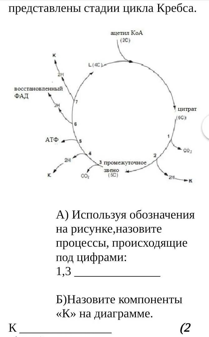 Цикл кребса в митохондриях. 1 Стадия цикла Кребса. Характеристика ферментов цикла Кребса. Цикл Кребса схема в митохондриях. Биохимические функции цикла Кребса.