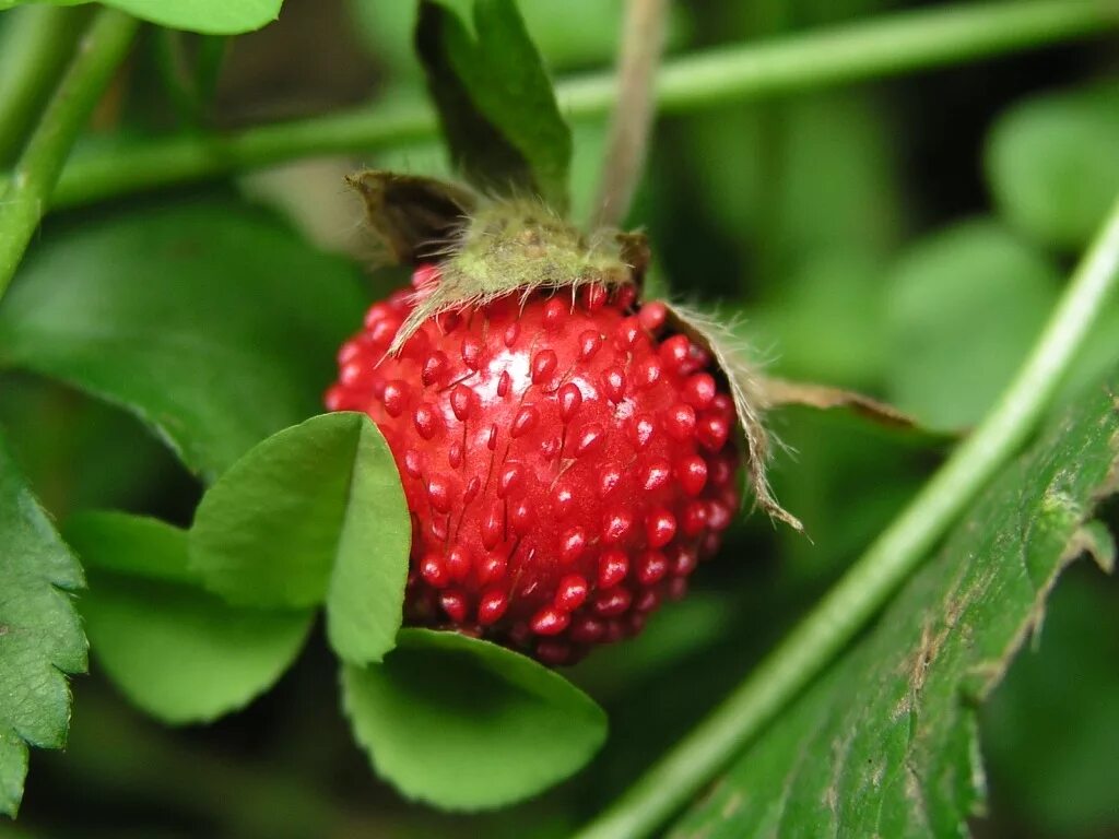 Ягодку найду. Земляника Лесная. Голубянка ягода Лесная клубника. Красные ягоды похожие на землянику. Ягода похожая на землянику.