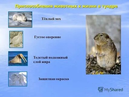 Как приспособились животные к жизни тундры
