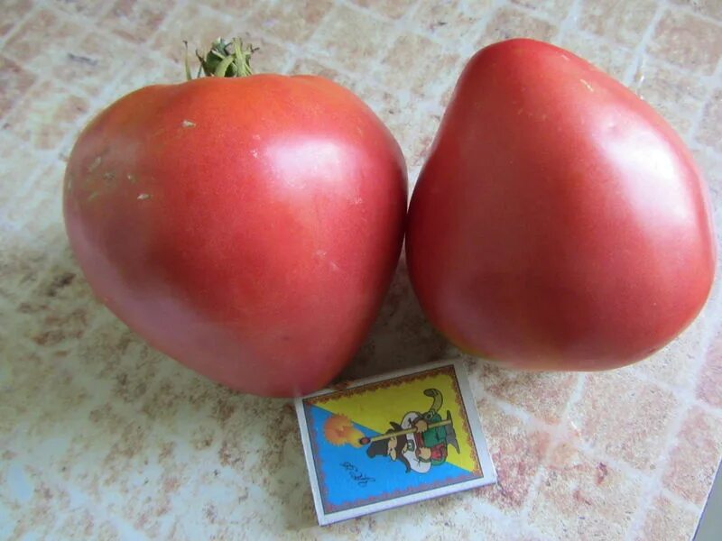 Розовый томат открытого. Томат тяжеловес Сибири. Томат суперранний розовый. Низкорослые крупноплодные сорта томатов. Семена помидоров низкорослые крупноплодные.