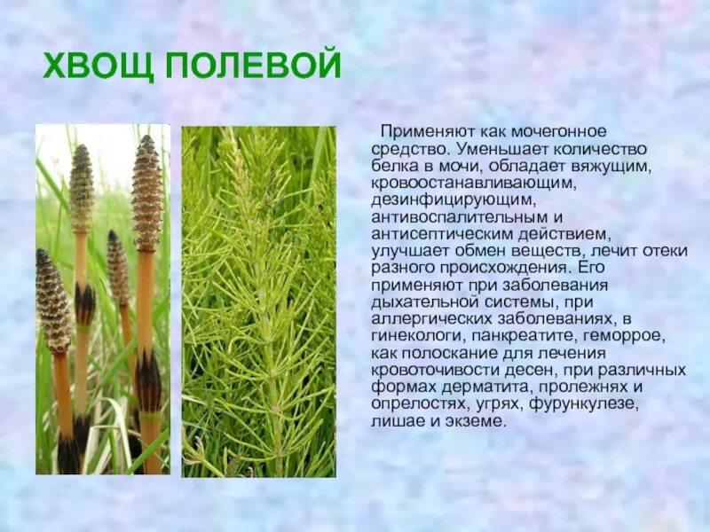 Лекарственные травы хвощ полевой. Хвощ полевой лекарственное растение. Трава хвоща полевого лечебные. Хвошполувой. Хвощ полевой группа организмов