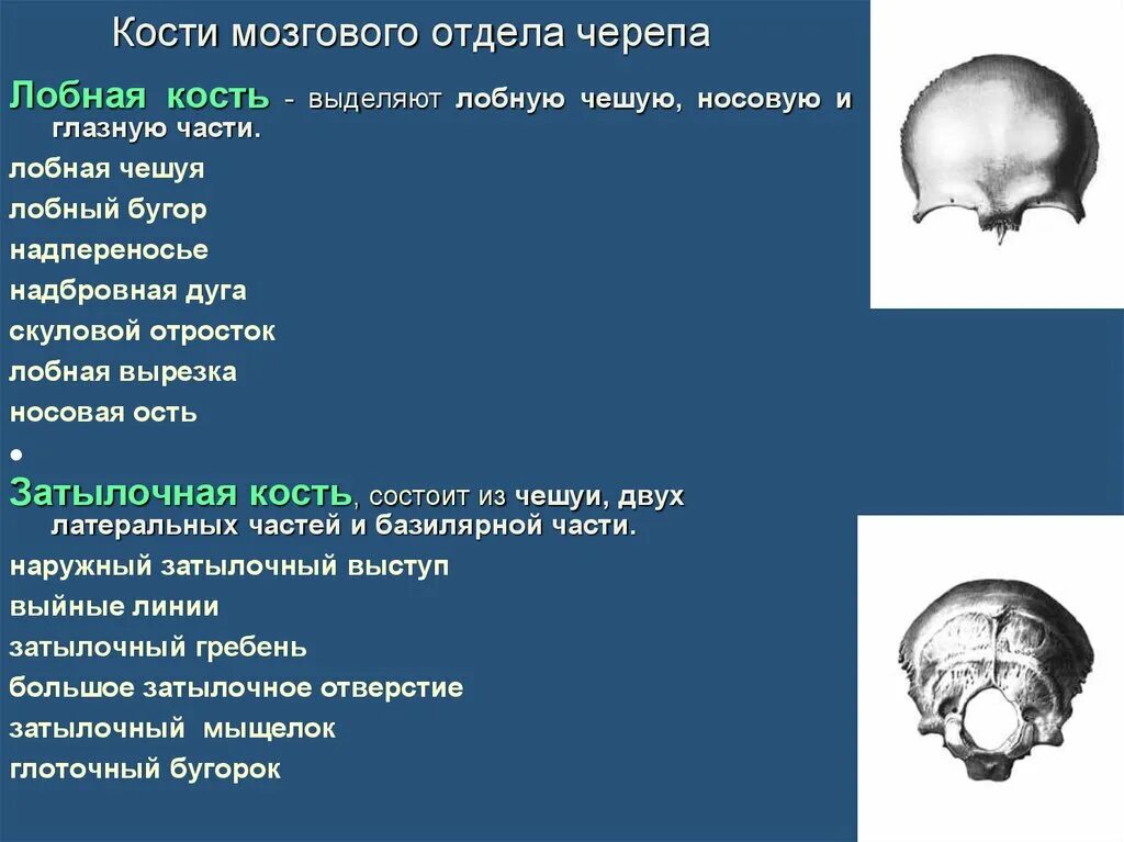 Тип костей мозгового отдела черепа. Кости мозгового черепа лобная кость. Лобная кость чешуя. Лобная кость отростки.