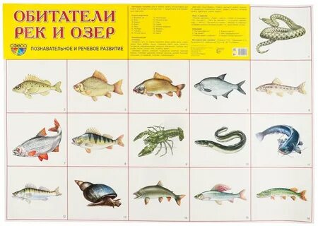 Обитатели рек