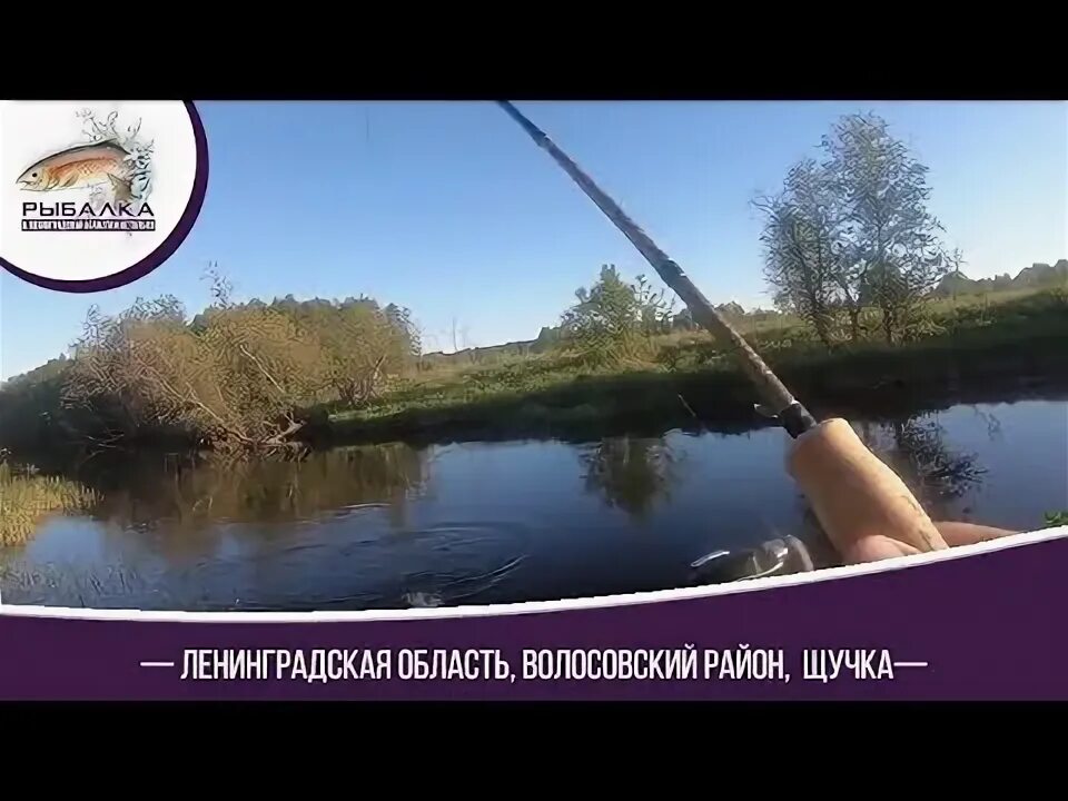 Рыбалка в Ленинградской области форум. Хотнежа рыбалка.