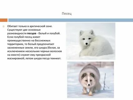 Песцы и словосочетание