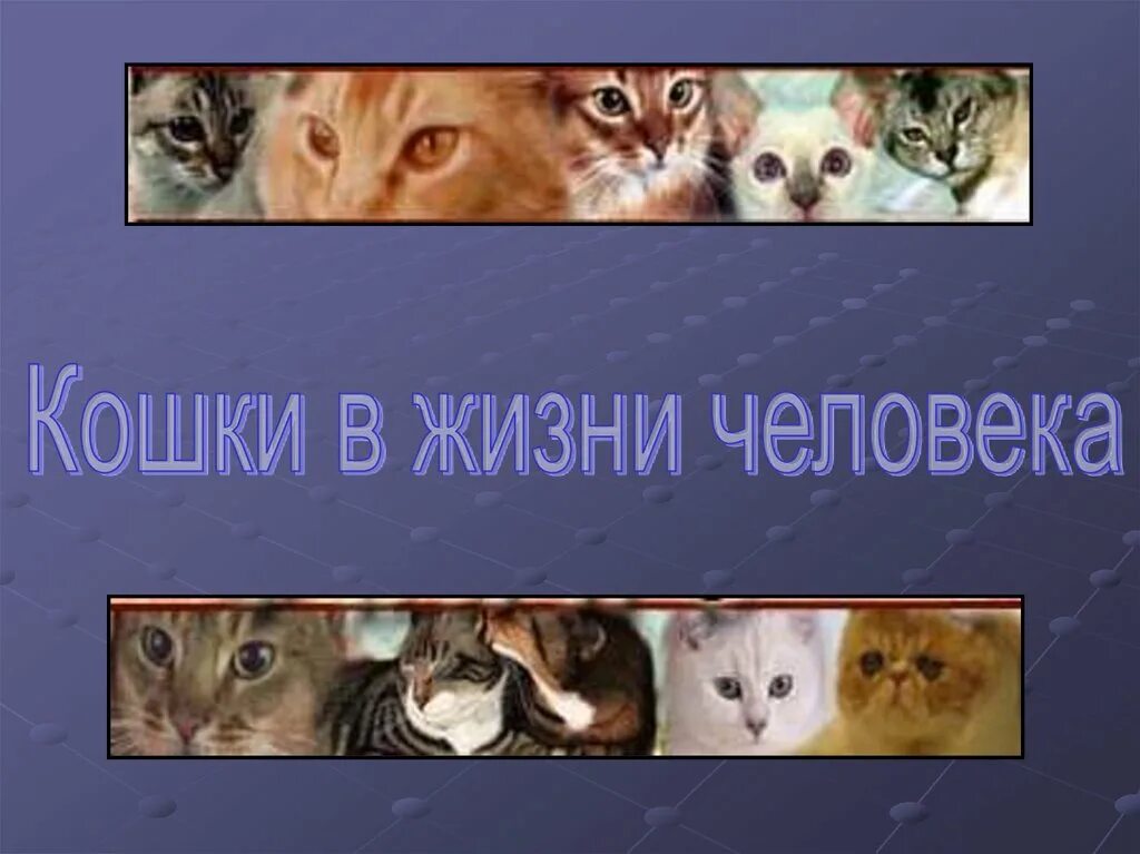 Значение кошки для человека. Проект кошка в жизни человека. презентация кошки в жизни человека. роль кошки в жизни человека. роль кошки в жизни человека 2 класс.