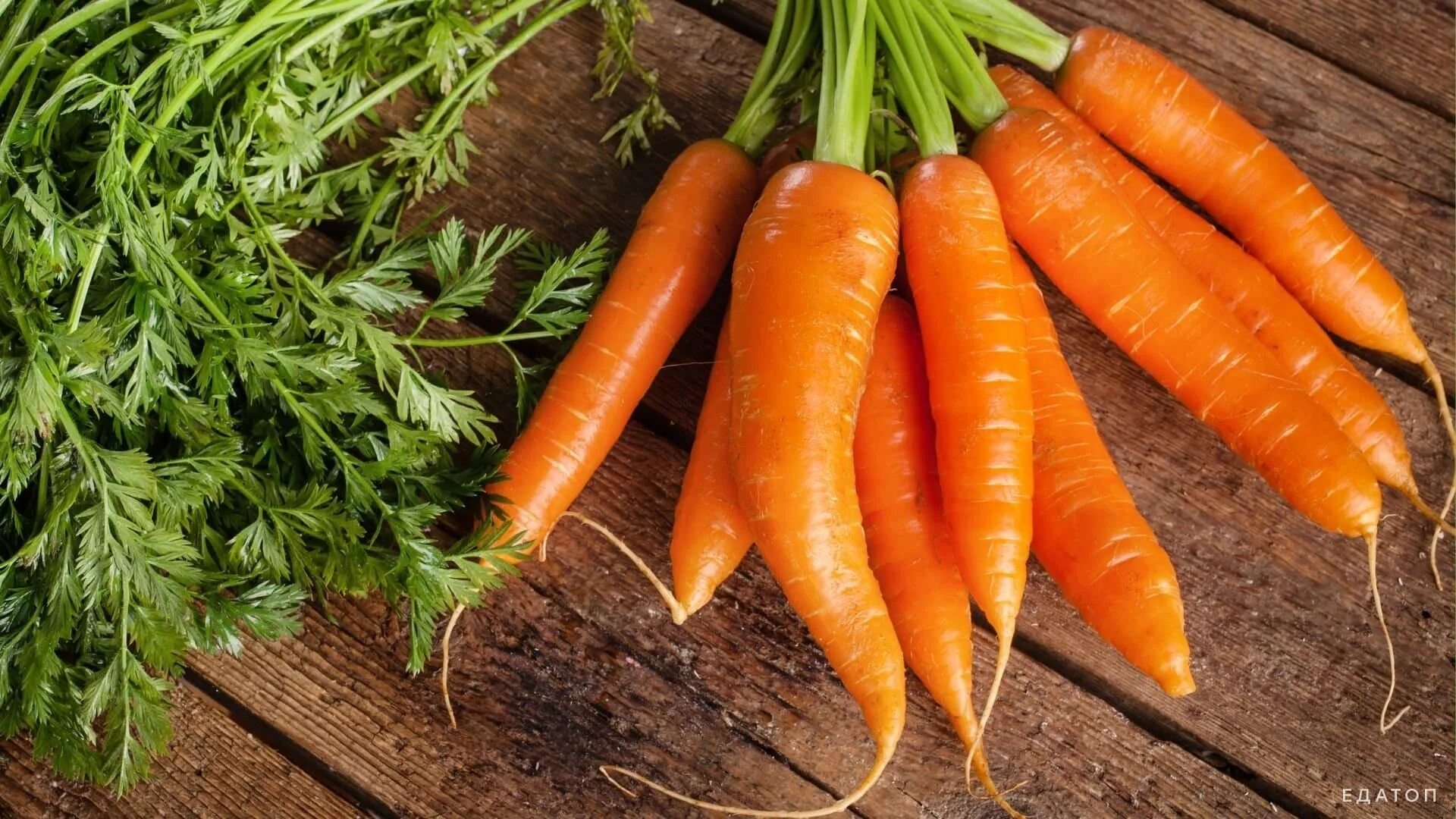 Пастернак морковь. Морковь Органик. Урожай крупной моркови. Морковь в высоком качестве. Можно морковь кормящим