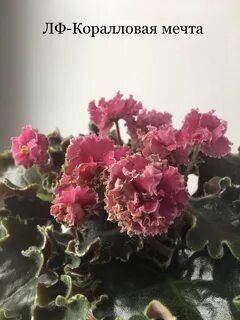 Лф коралловая мечта
