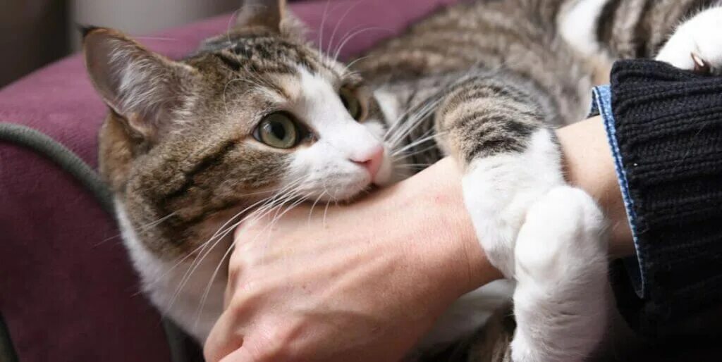 Cat bite