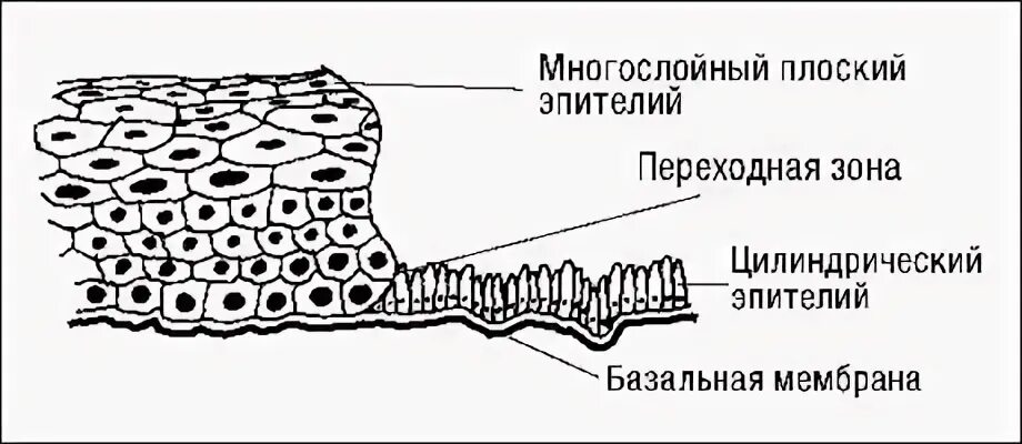 Слизистая оболочка шейки матки гистология. Строение многослойного плоского эпителия шейки матки. Многослойный плоский эпителий шейки матки гистология. Гистологическое строение шейки матки.