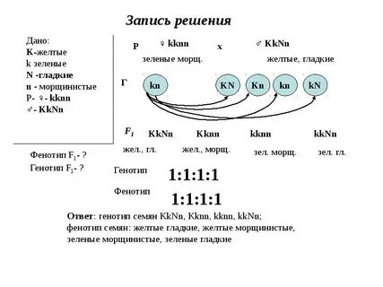 Определите генотипы родительских растений гороха