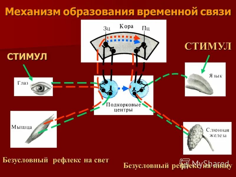 Образование временной связи