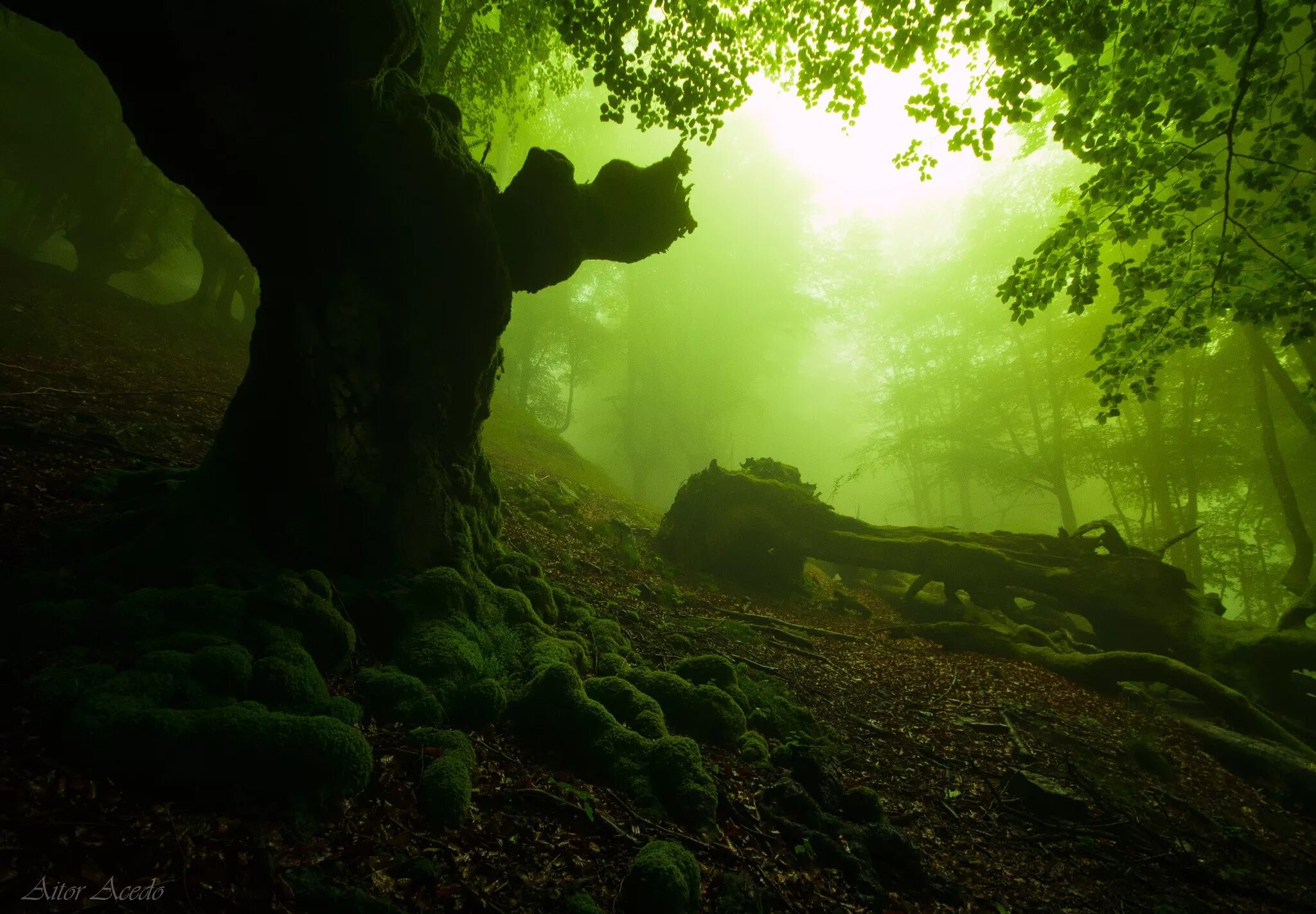 Атмосферные стоки. Грин таинственный лес. Зеленый туман. Лес мистика. Загадочный лес.