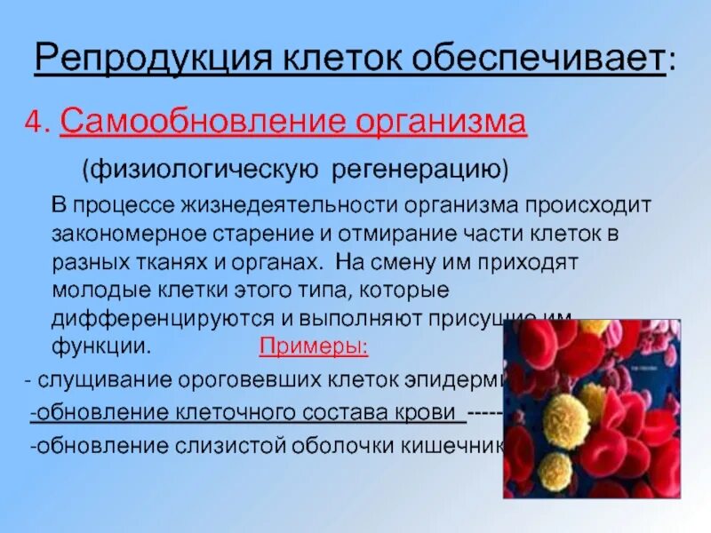 Какие клетки обеспечивают регенерацию