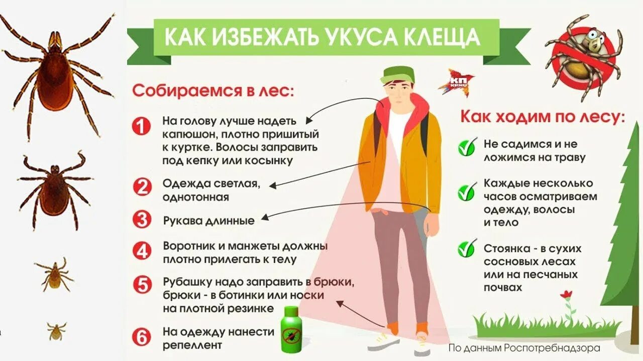 Информация о клещах. Опасность клещей для человека.