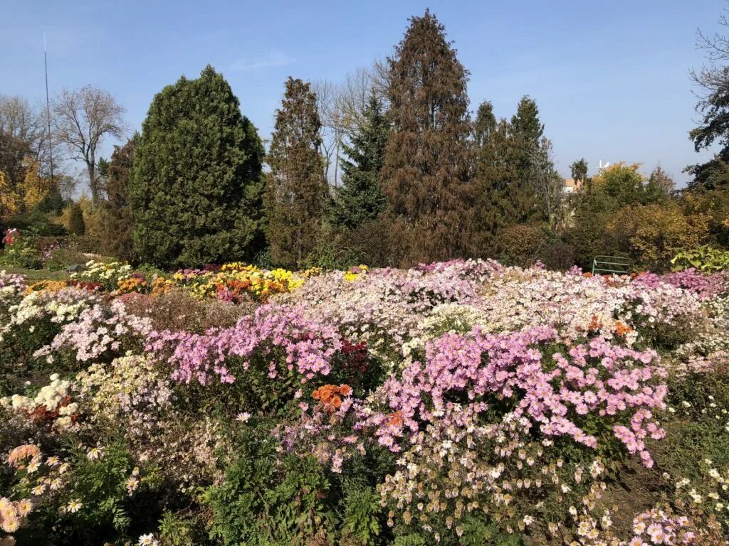 дендрарий владивосток ботанический сад. приморские сады новосибирск. сады приморья владивосток. ботанический сад-институт дво ран приморский край. ботанический сад-институт дальневосточного отделения ран.