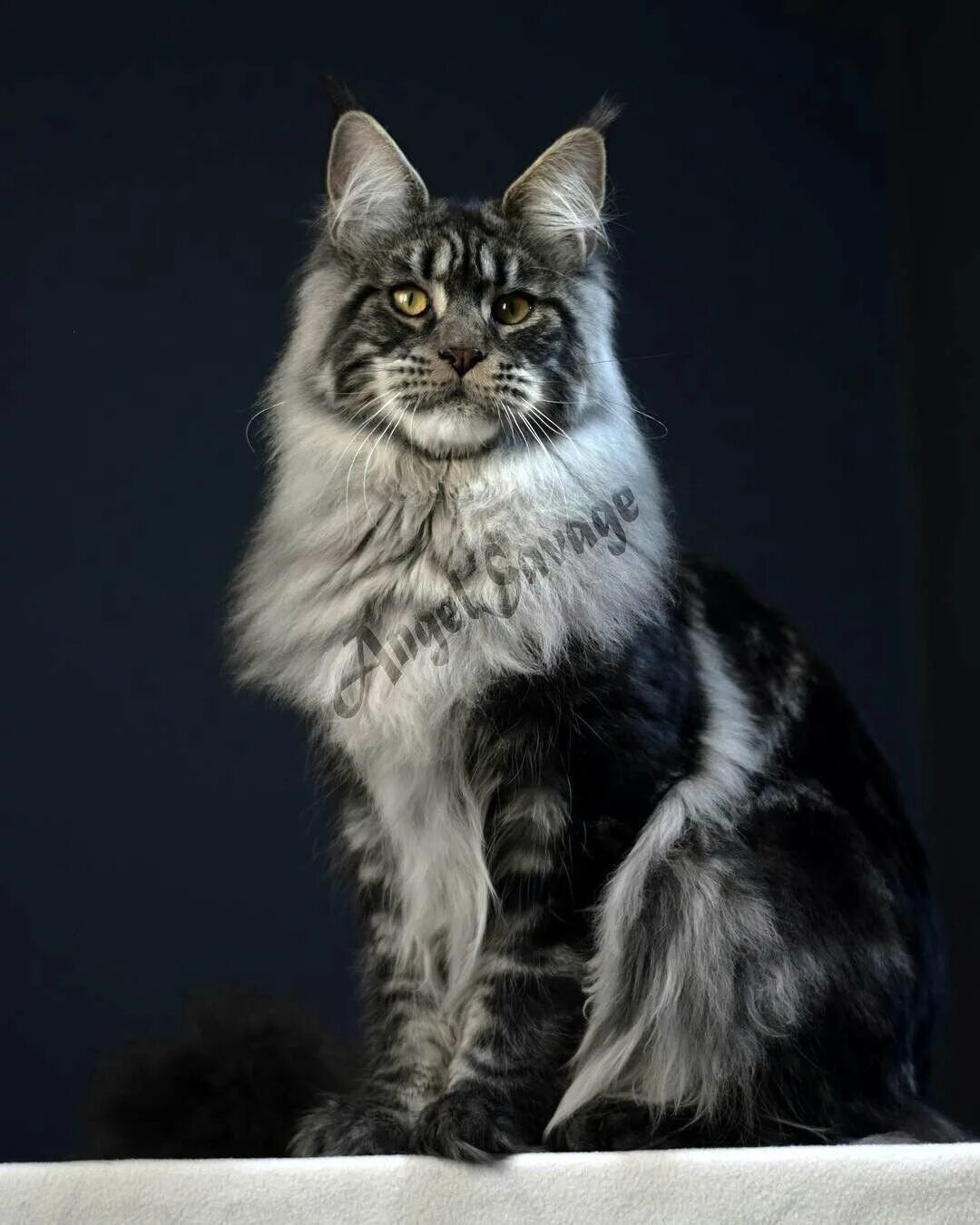 Мейн кун мрамор. Мейн-кун. кошка мейн кун. кот мейн кун серый мрамор. черный мраморный кот мейн кун.