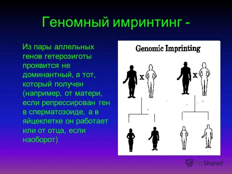 Основные закономерности функционирования генов. Основные закономерности онтогенеза. доминантный жизненный проект что это. аллельное исключение схема.