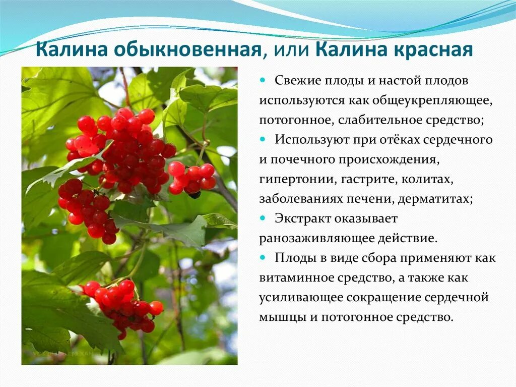Помогает ли красный. Калина обыкновенная плоды. Калина красная обыкновенная. Калина обыкновенная ягоды. Калина красная растение.