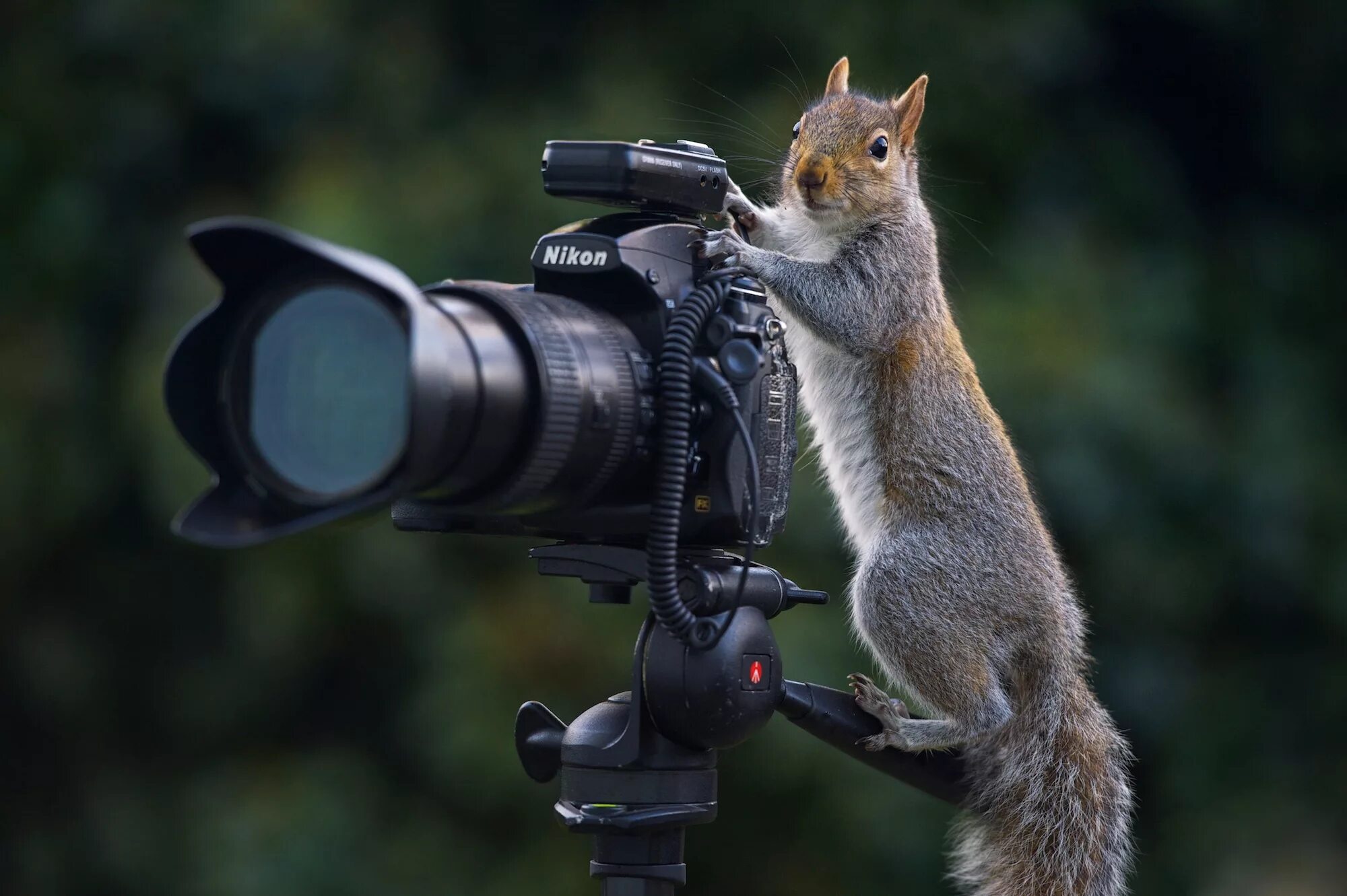 Как снимать животных в студии. Животное с фотоаппаратом. белка фотограф. белка с фотоаппаратом. фотографирует животных.