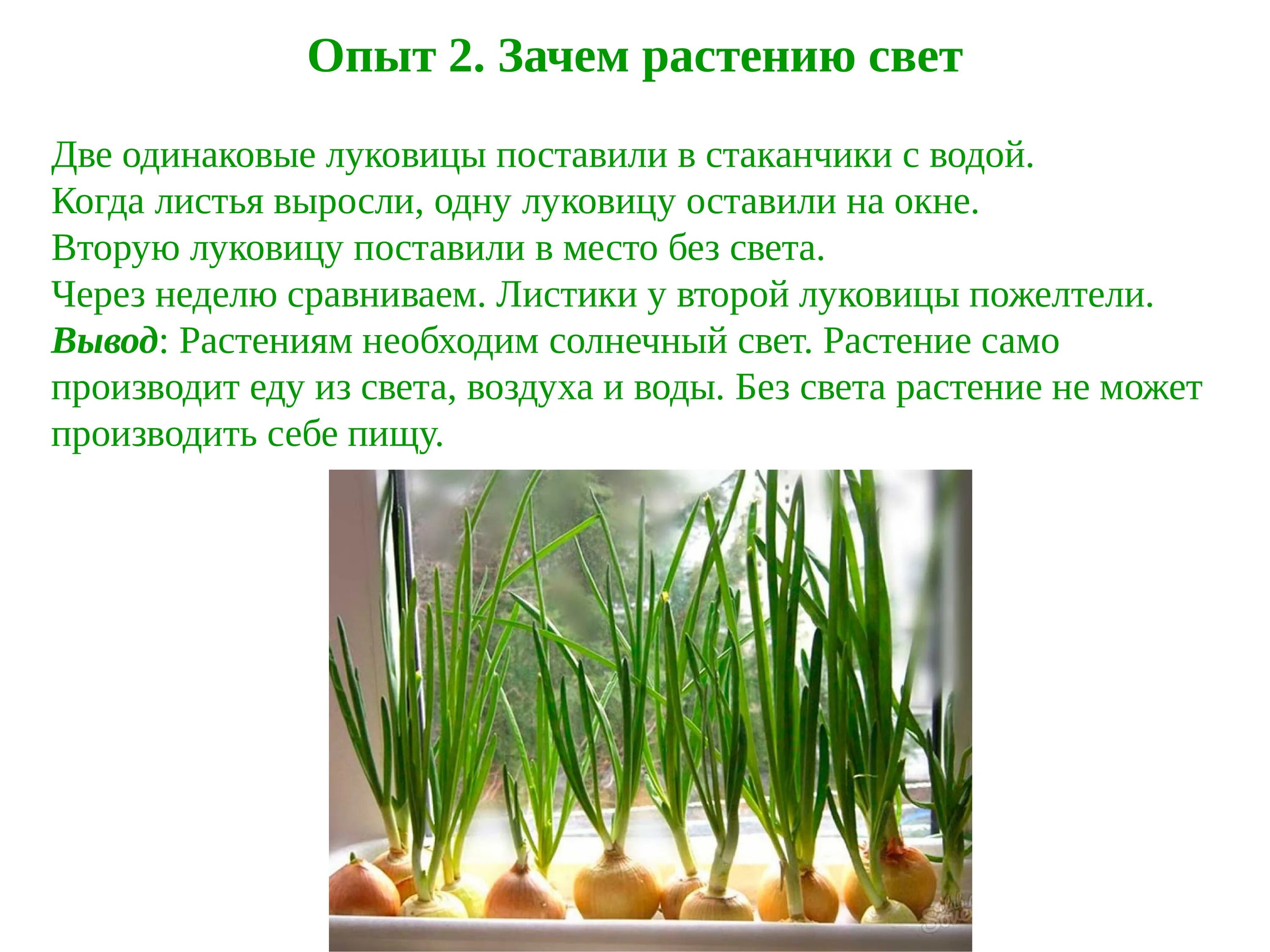 Растения живущие без воды. Зачем растениям нужен свет. Растения живущие без света. Опыт с растениями и светом.