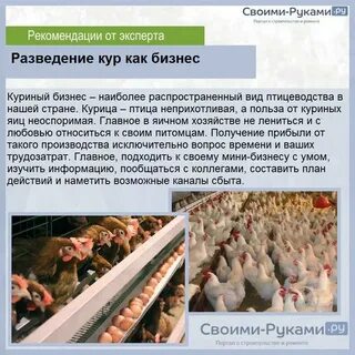 План куры