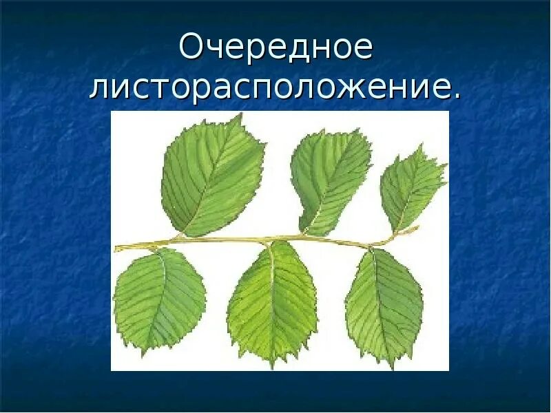 Очередное листорасположение. Расположение листьев. Супротивное расположение листьев. Береза расположение листьев.