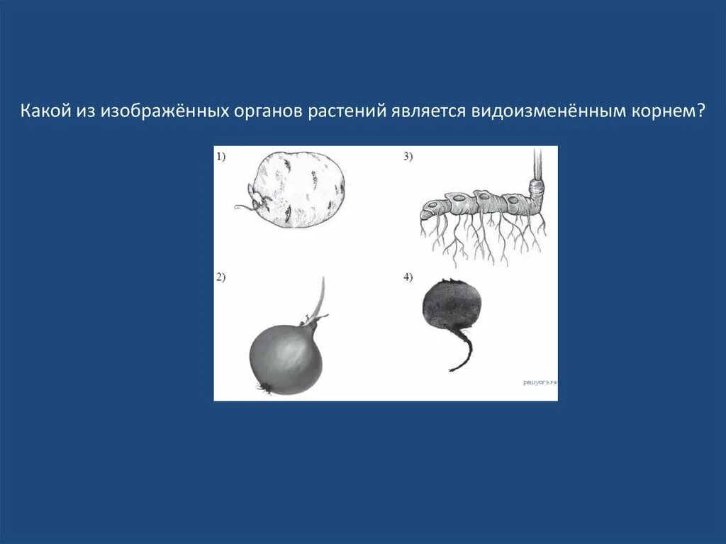 Растений являются видоизмененными корнями. Какой из изображенных органов растений является видоизмененным. Органов растений является видоизменённым корнем?. Какой из органов растений является видоизмененным корнем. Какой из изображенных органов является видоизмененным корнем.