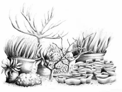 Coral drawing