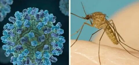 Nile virus