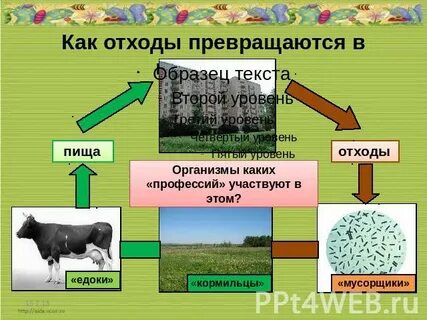 Какие организмы помогают